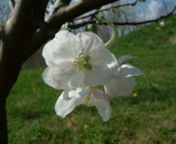 Gravenstein Bloom Gravenstein Bloom