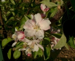 Grimes Golden Bloom