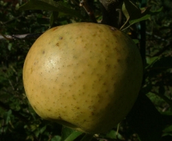 Grimes Golden Fruit Grimes Golden Fruit