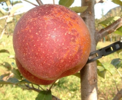 Guyandotte Pippin Fruit Guyandotte Pippin Fruit