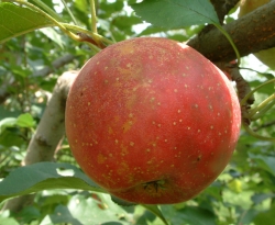 Hackworth Fruit
