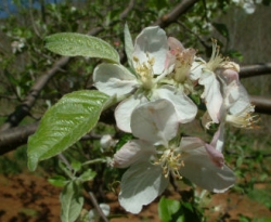 Higdon Bloom Higdon Bloom