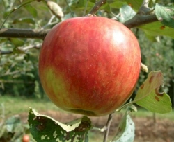 Higdon Fruit Higdon Fruit