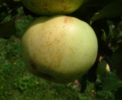 Hog Sweet Fruit Hog Sweet Fruit