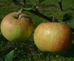 Honey Sweet Fruit Honey Sweet Fruit