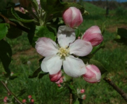 Hoover Bloom Hoover Bloom