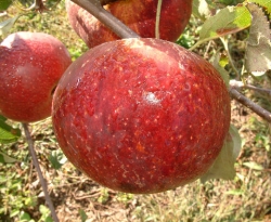 Hoover Fruit