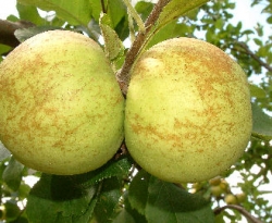 Horse Fruit Horse Fruit