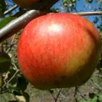 Hubbardston’s Nonesuch Hubbardston's Nonesuch