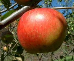 Hubbardston Nonesuch Fruit Hubbardston Nonesuch Fruit