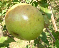 Huntsman Fruit Huntsman Fruit