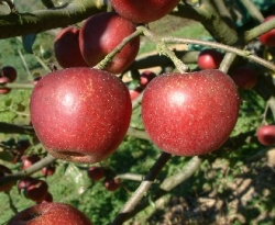 Ingram Fruit