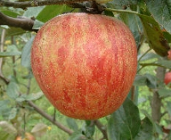 Jarrett Fruit Jarrett Fruit