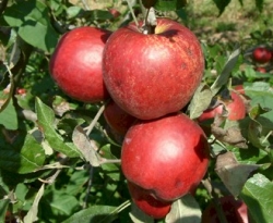 Jonathan Fruit Jonathan Fruit