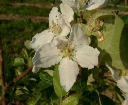 Junaluska Bloom