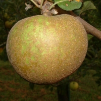 Junaluska Junaluska