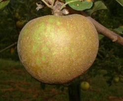 Junaluska Fruit