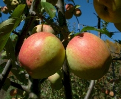 Kentucky Limbertwig Fruit