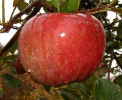 King Luscious Fruit King Luscious Fruit