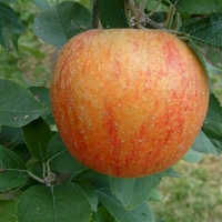 King of Pippins King of Pippins