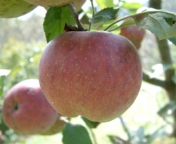 Kinnairds Choice Fruit Kinnairds Choice Fruit