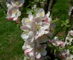 Late Strawberry Bloom Late Strawberry Bloom