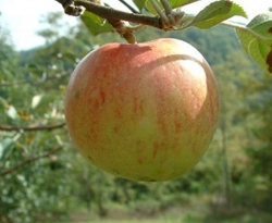 Late Strawberry Fruit Late Strawberry Fruit