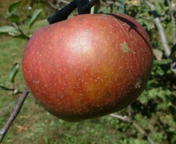 Levering Limbertwig Fruit