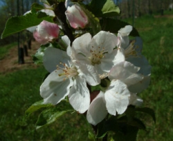Lewis Green Bloom Lewis Green Bloom