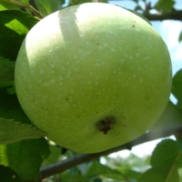 Lewis Green Lewis Green