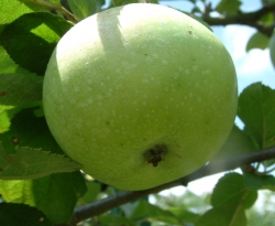 Lewis Green Fruit