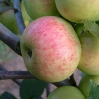 Lowland Raspberry Lowland Raspberry