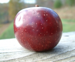 Lowry Fruit Lowry Fruit
