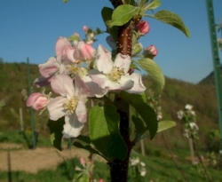 Maiden's Blush Bloom Maiden's Blush Bloom