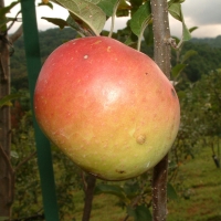 Maiden’s Blush Maiden's Blush