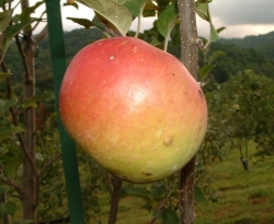 Maiden's Blush Fruit