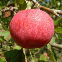 Mary McKinney Mary McKinney