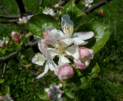 Mattamuskeet Bloom Mattamuskeet Bloom