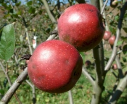 Mattamuskeet Fruit Mattamuskeet Fruit