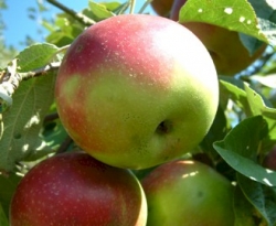 McIntosh Fruit McIntosh Fruit