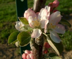Medaille d'Or Bloom Medaille d'Or Bloom