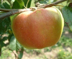 Medaille d'Or Fruit Medaille d'Or Fruit