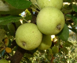 Michelin Fruit Michelin Fruit