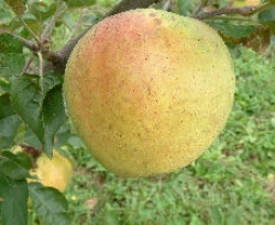 Missouri Pippin Fruit