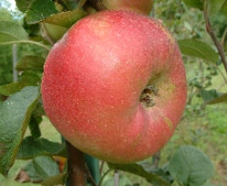 Mongolian Fruit Mongolian Fruit
