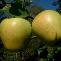 Mountain Boomer Mountain Boomer