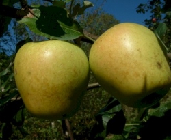 Mountain Boomer Fruit Mountain Boomer Fruit