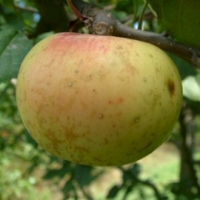 Mountain Rose Mountain Rose