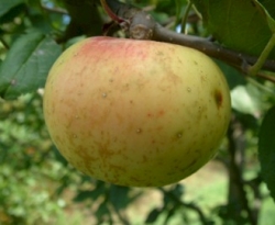 Mountain Rose Fruit Mountain Rose Fruit