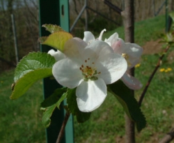 Moyers Spice Bloom Moyers Spice Bloom